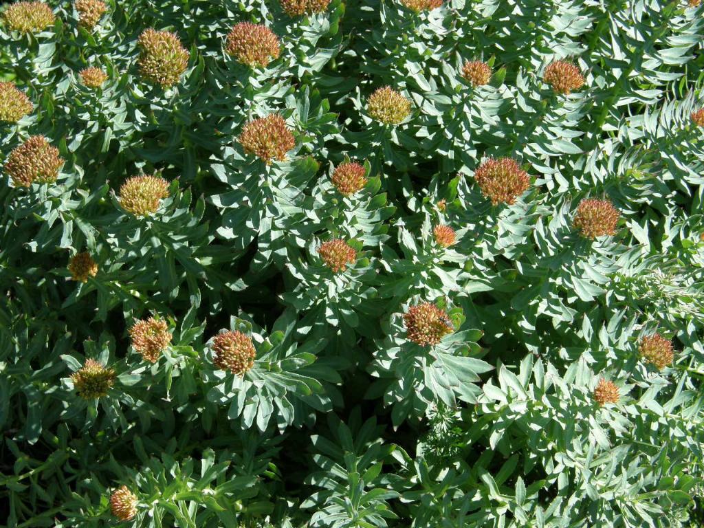 Rhodiola rosea / Rodiola rosea